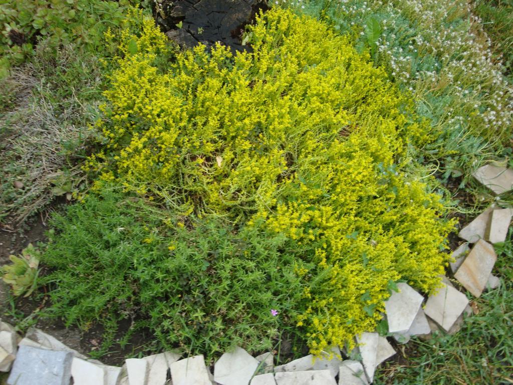 Tamari Guest House Telawi Zewnętrze zdjęcie