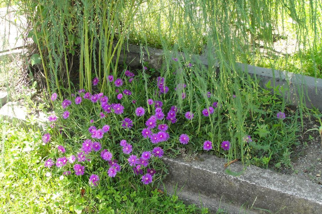 Tamari Guest House Telawi Zewnętrze zdjęcie